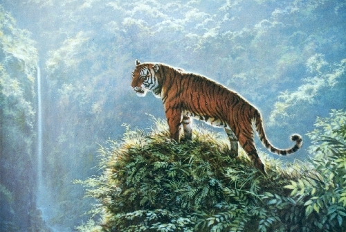 Chinese Tiger