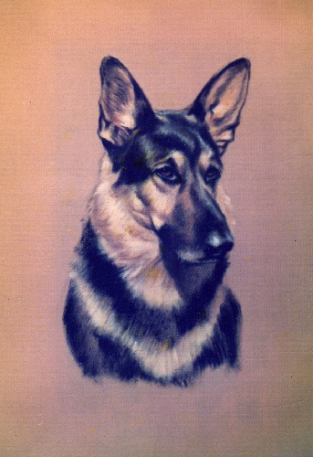 alsatian