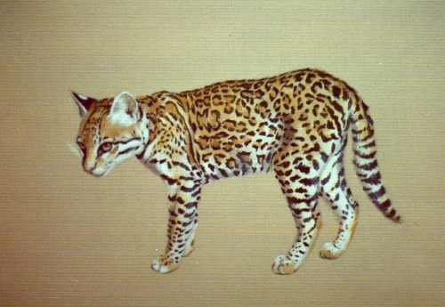 theocelot