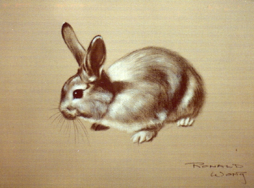 greybunny