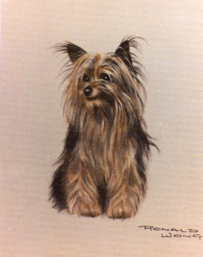 theyorkie