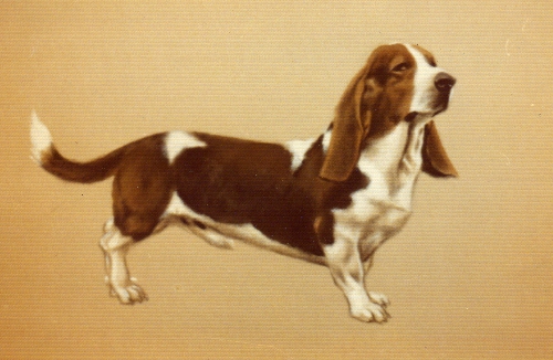 thebasset