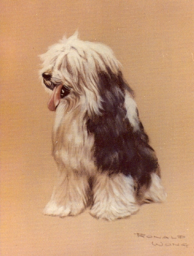 oldenglishsheepdog