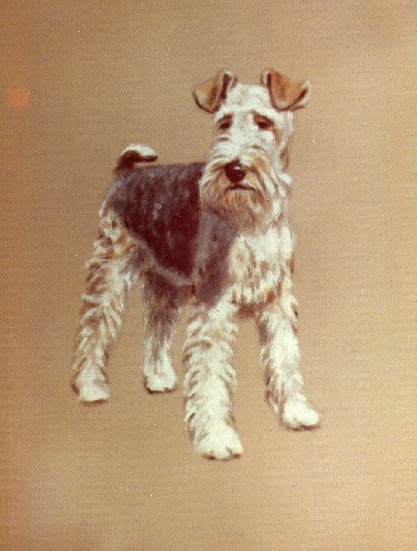 schnauzer